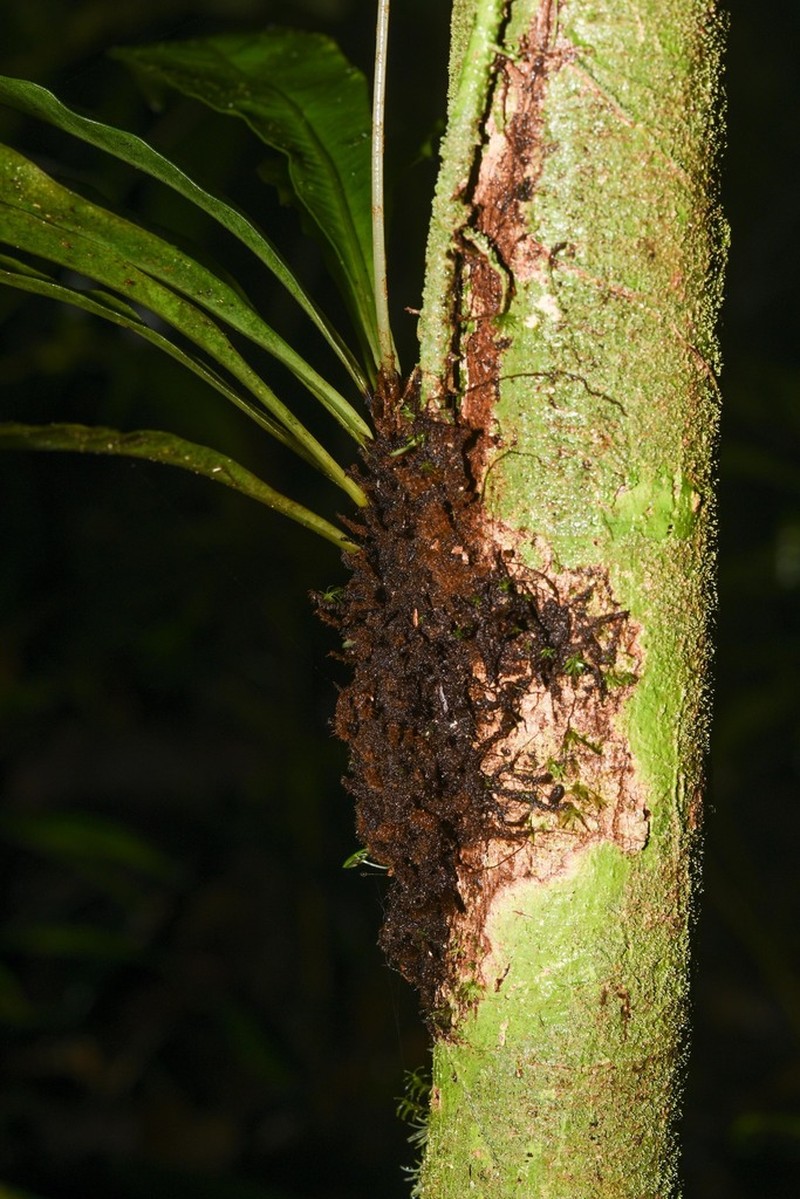Elaphoglossum styriacum photo 3