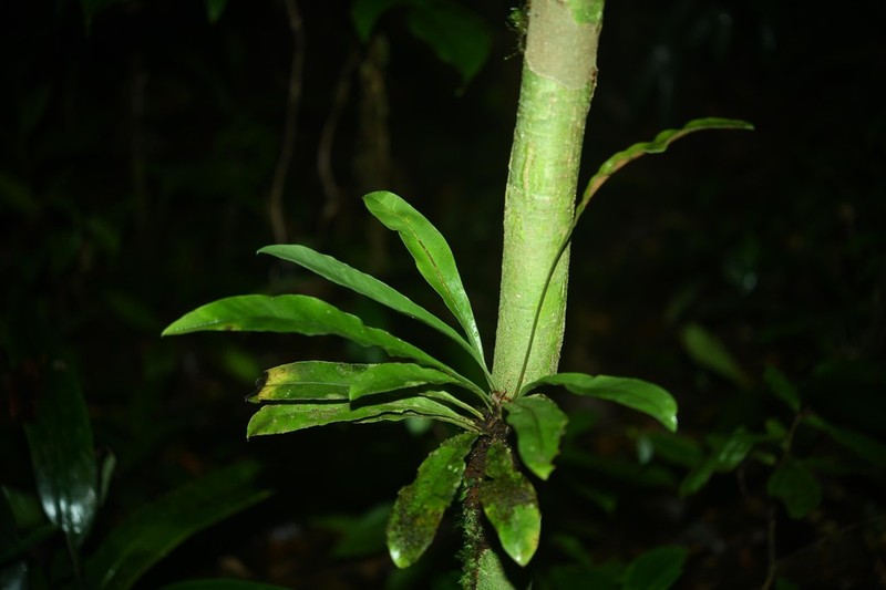Elaphoglossum styriacum photo 5