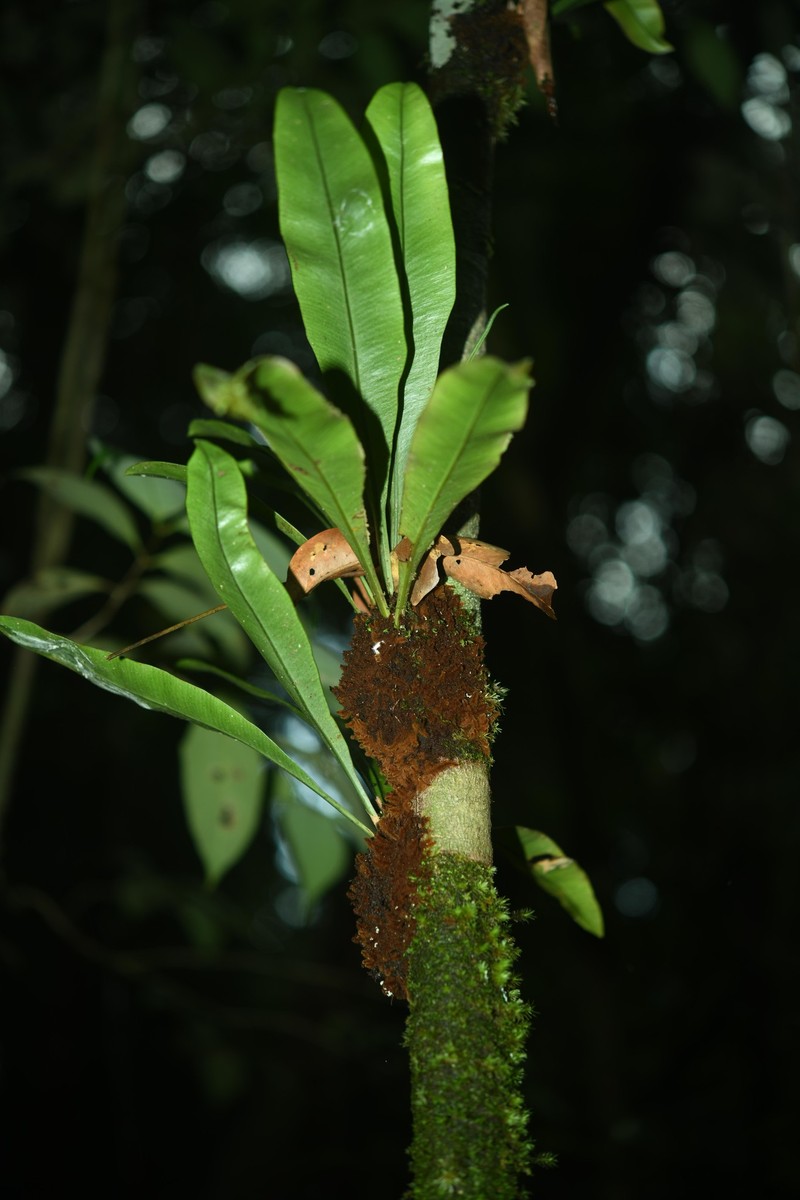 Elaphoglossum styriacum photo 6