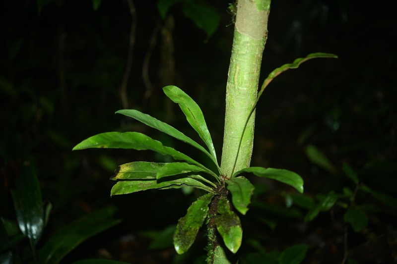 Elaphoglossum styriacum photo 7