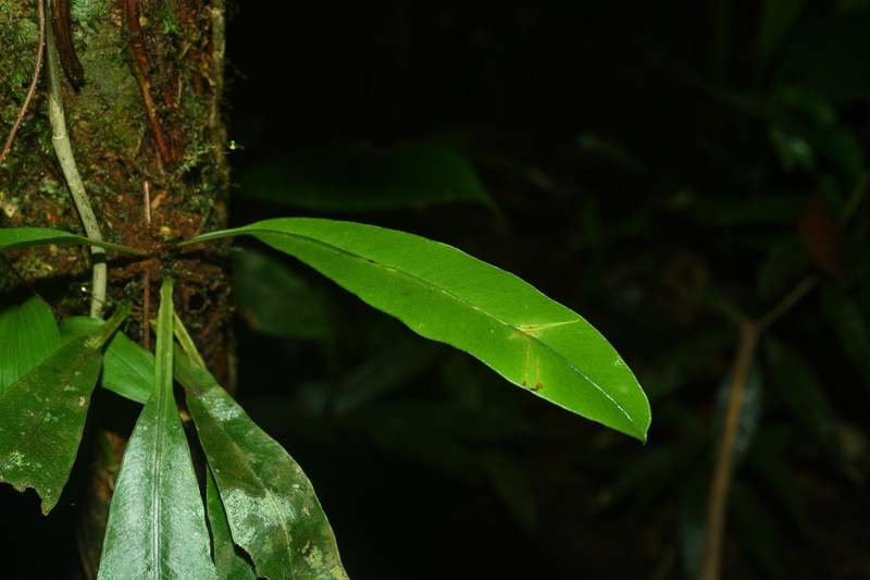 Elaphoglossum styriacum photo 8