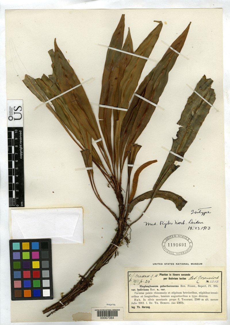 Elaphoglossum subarborescens