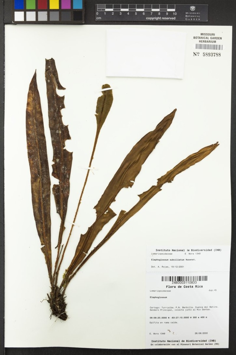Elaphoglossum subciliatum