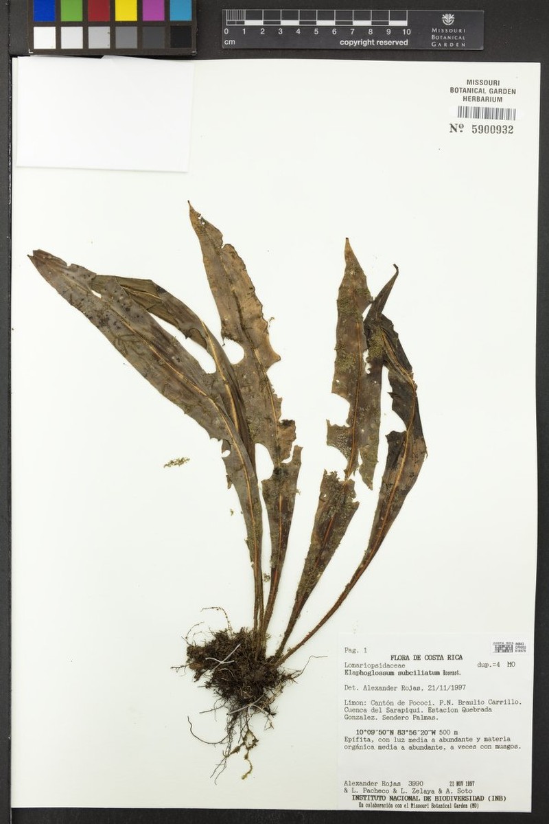 Elaphoglossum subciliatum photo 2