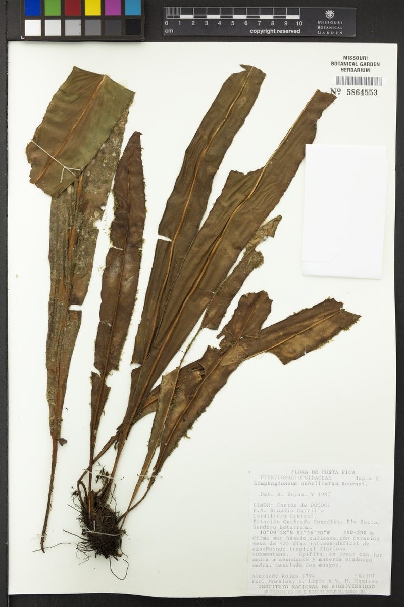 Elaphoglossum subciliatum photo 3
