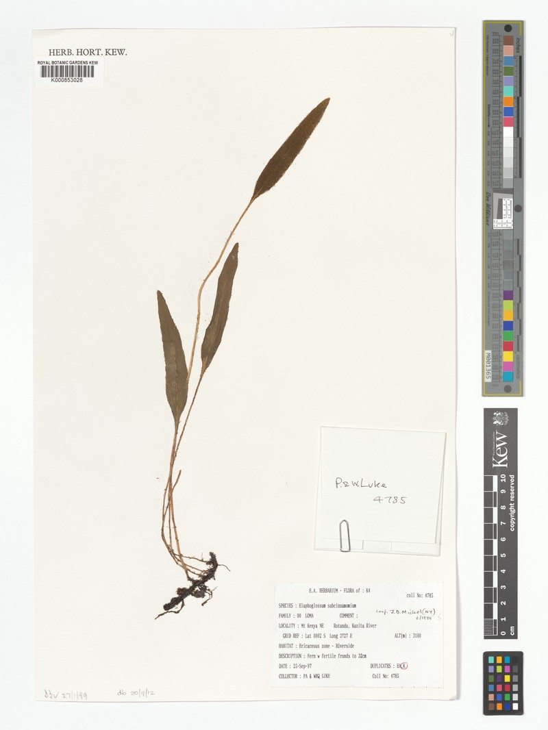 Elaphoglossum subcinnamomeum