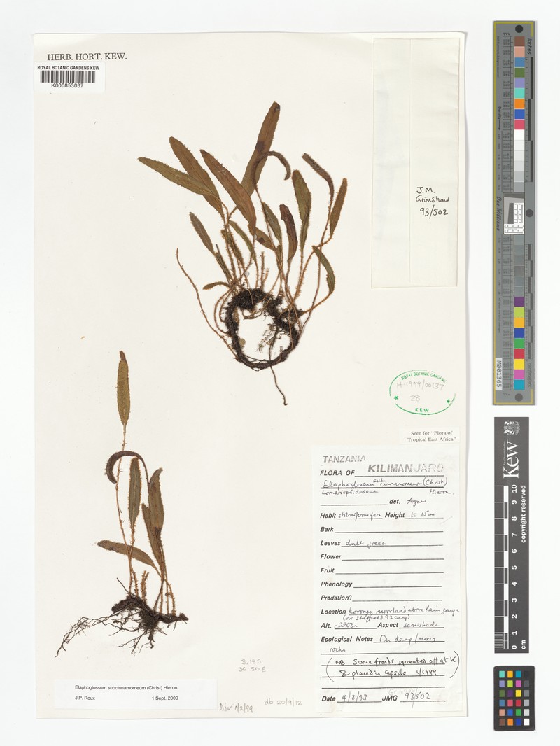 Elaphoglossum subcinnamomeum photo 2