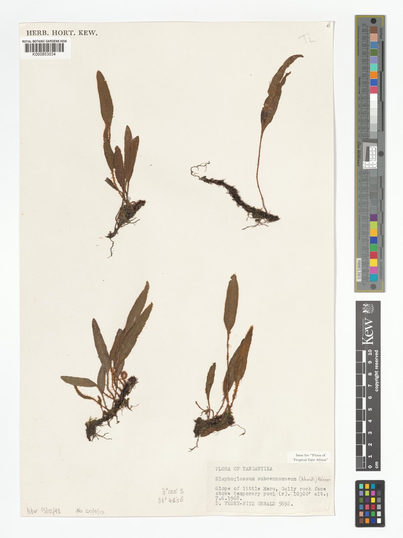 Elaphoglossum subcinnamomeum photo 4