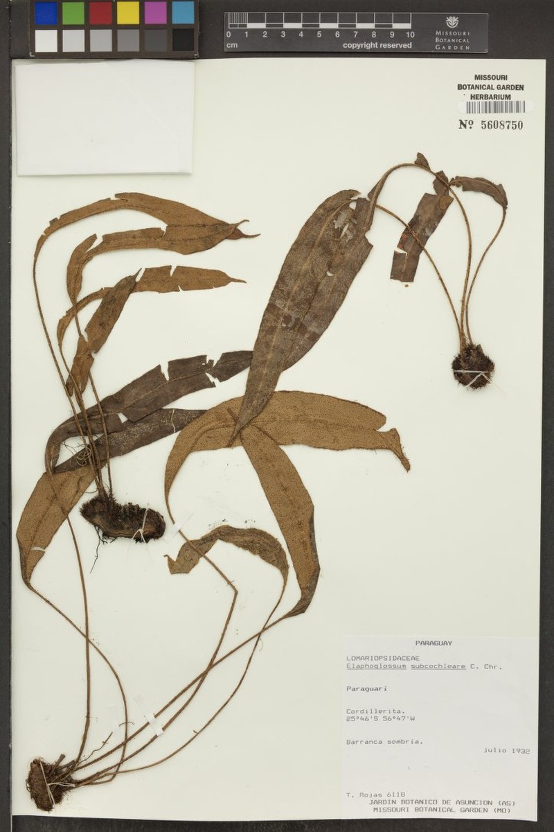 Elaphoglossum subcochleare