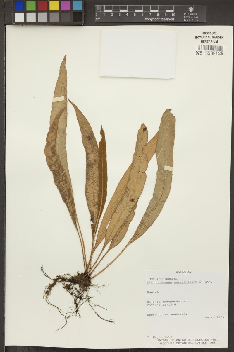 Elaphoglossum subcochleare photo 2