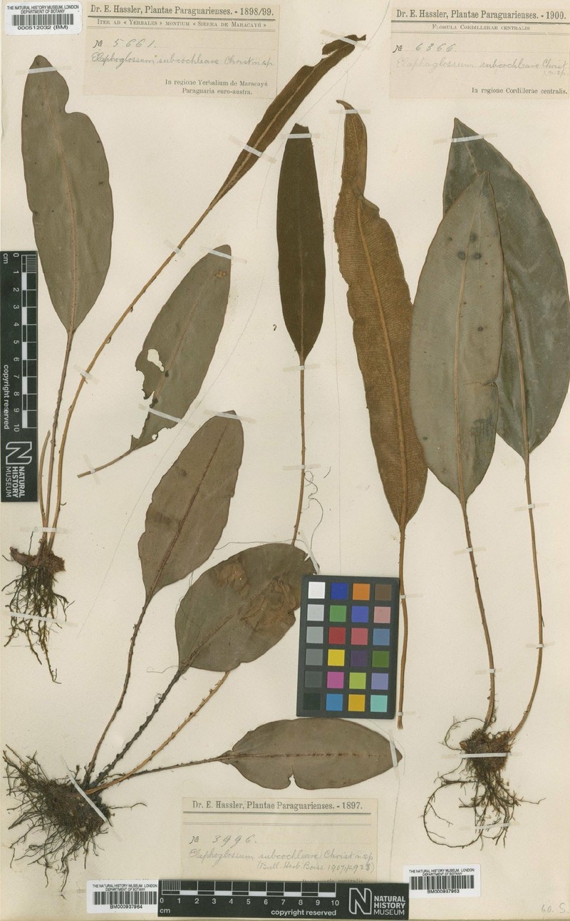 Elaphoglossum subcochleare photo 4