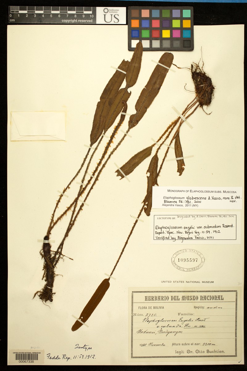 Elaphoglossum subnudum