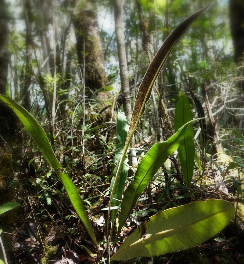 Elaphoglossum subsessile