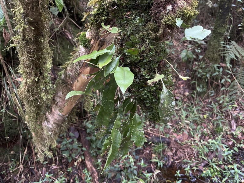 Elaphoglossum subsessile photo 2