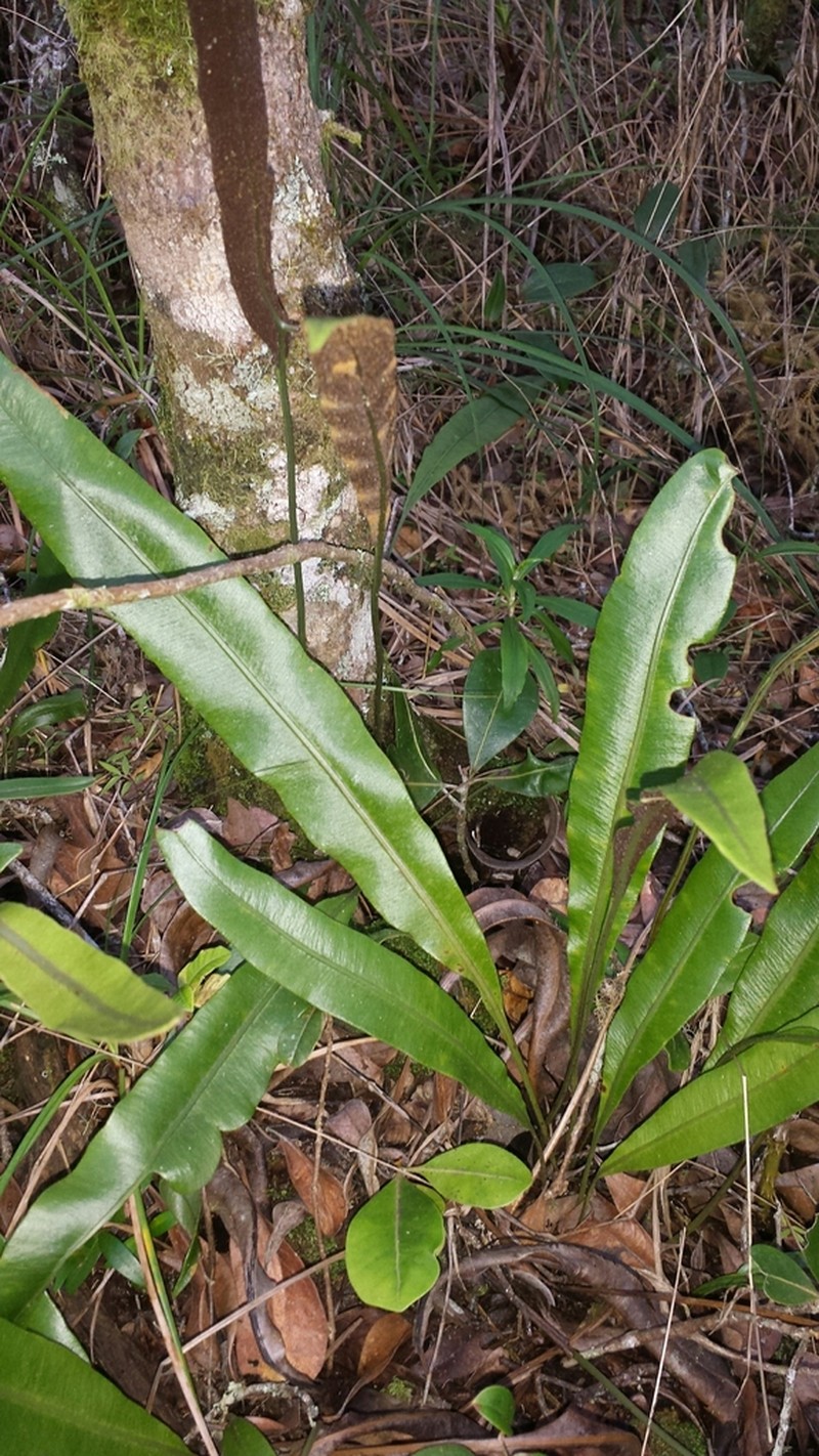 Elaphoglossum subsessile photo 3