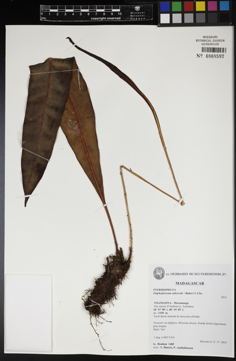 Elaphoglossum subsessile photo 4