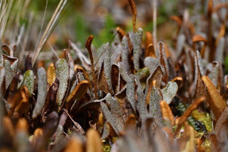 Elaphoglossum succisifolium