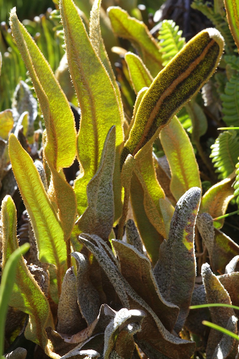 Elaphoglossum succisifolium photo 2