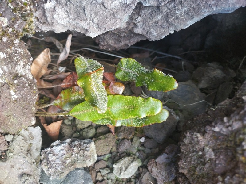 Elaphoglossum succisifolium photo 3
