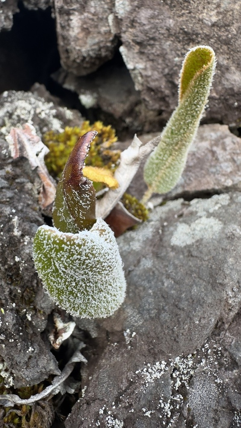 Elaphoglossum succisifolium photo 4