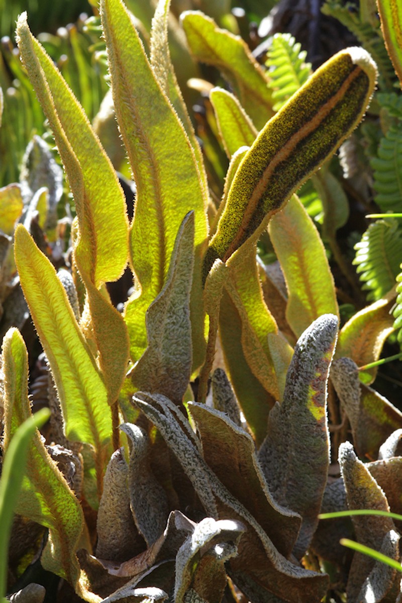 Elaphoglossum succisifolium photo 6