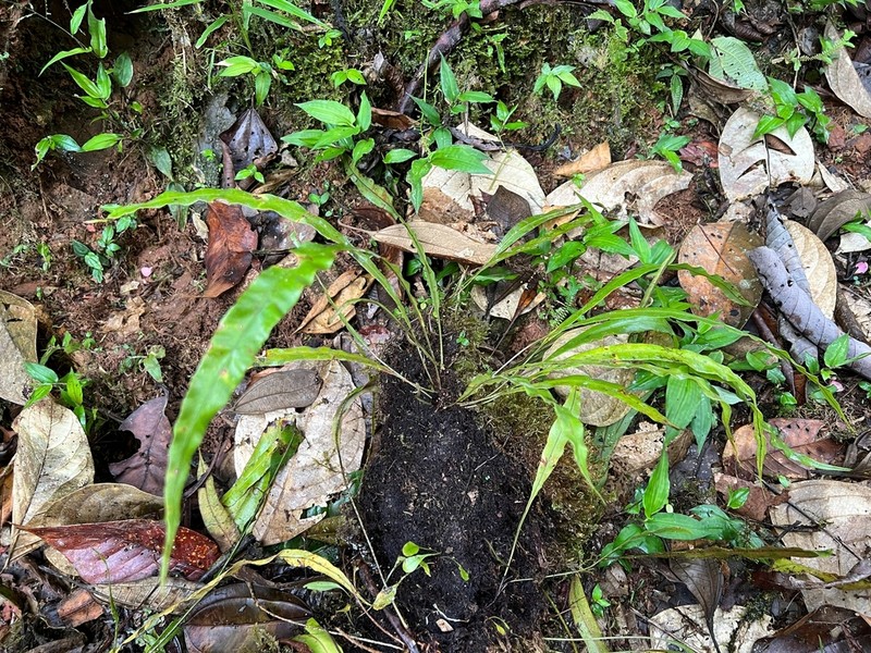 Elaphoglossum succubus photo 2