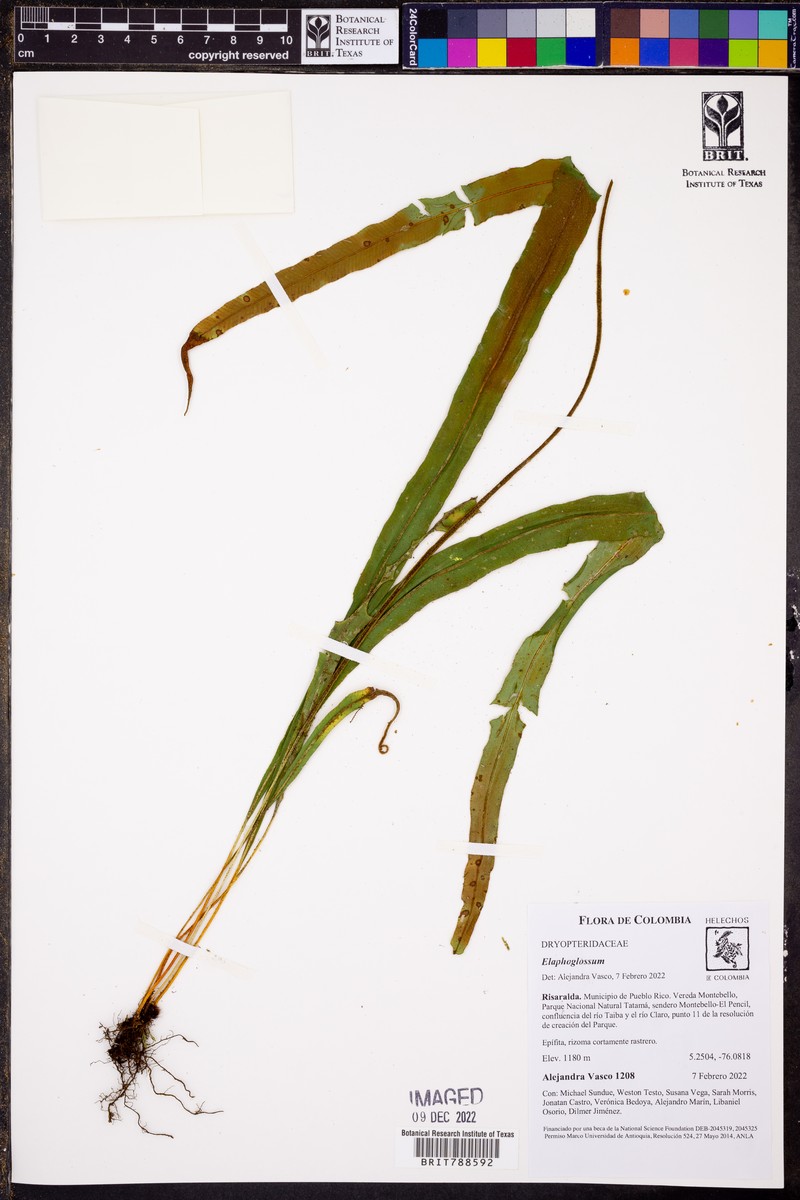 Elaphoglossum succubus photo 5