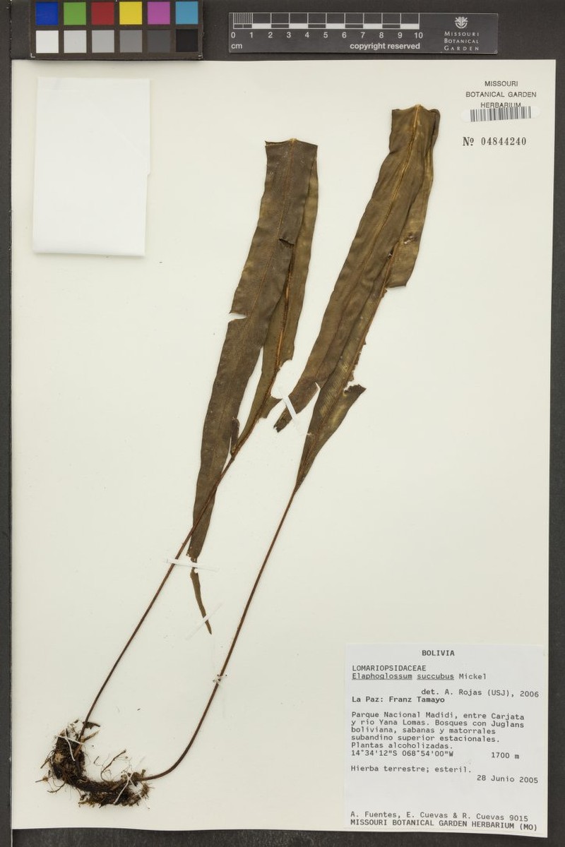 Elaphoglossum succubus photo 6