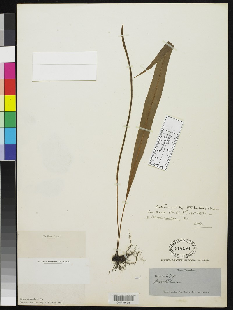 Elaphoglossum succubus