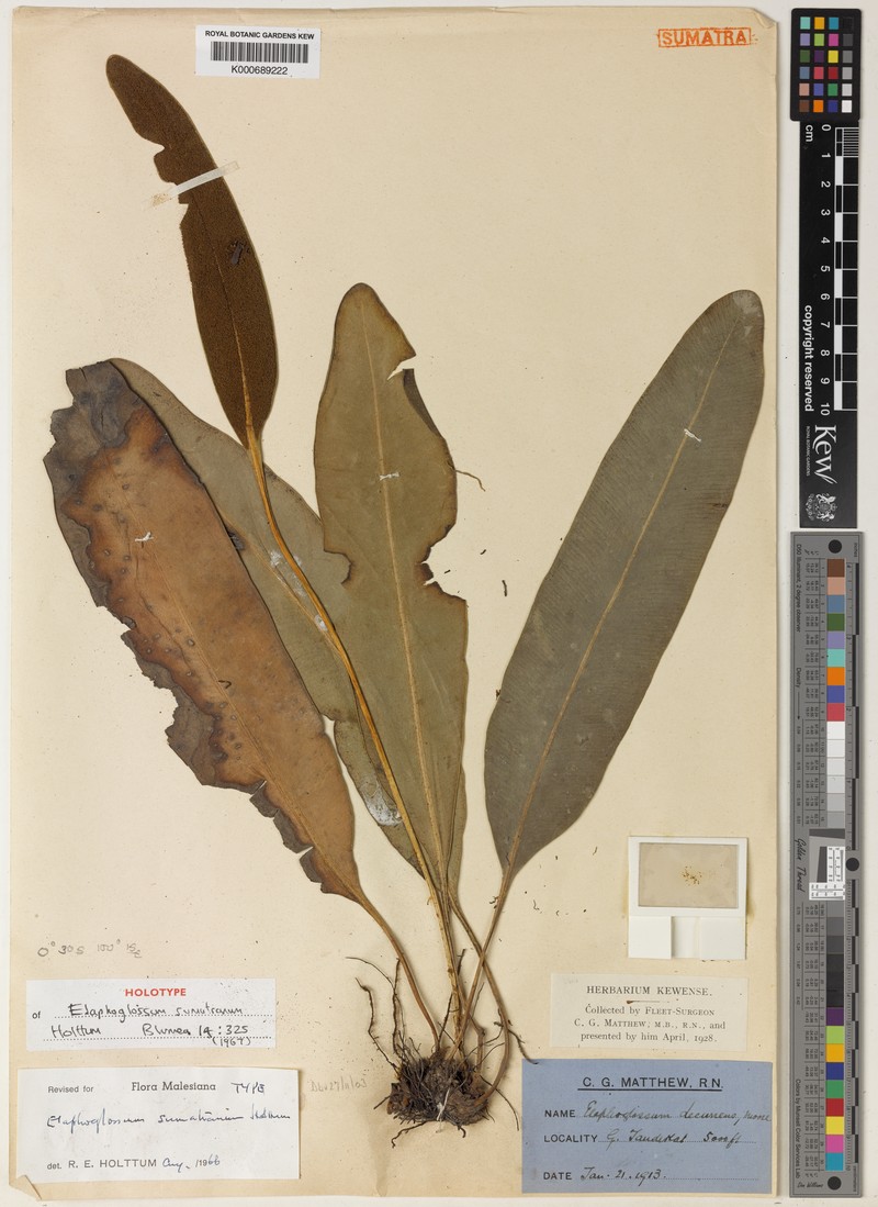 Elaphoglossum sumatranum