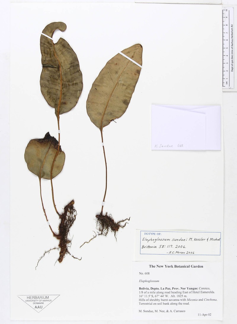 Elaphoglossum sunduei photo 2