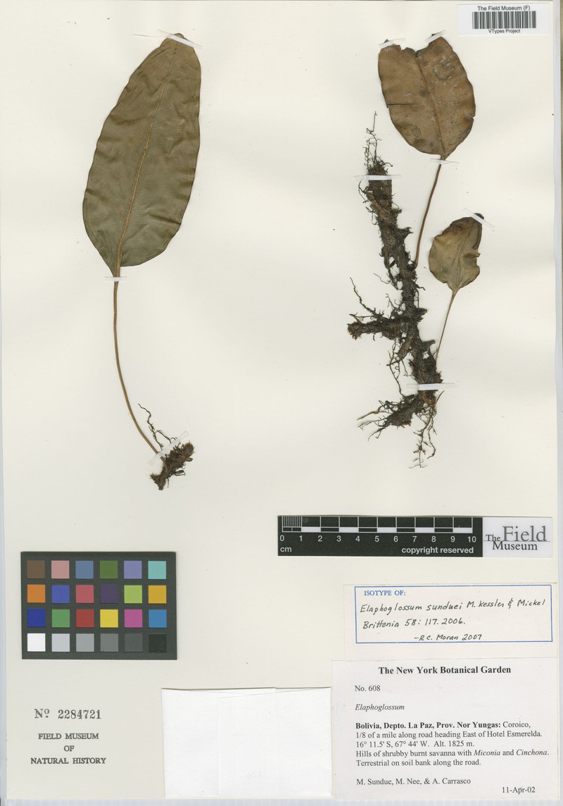 Elaphoglossum sunduei photo 3