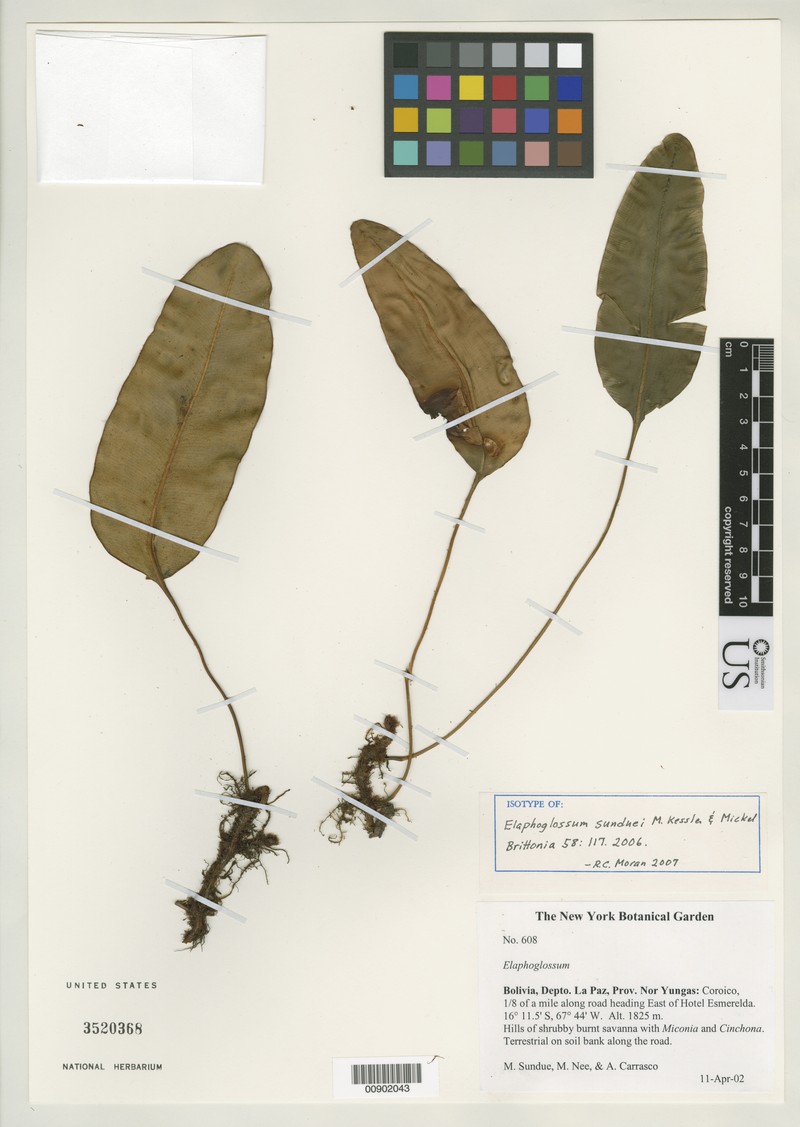 Elaphoglossum sunduei