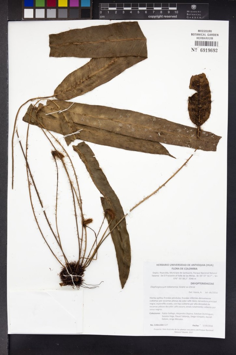 Elaphoglossum tabanense