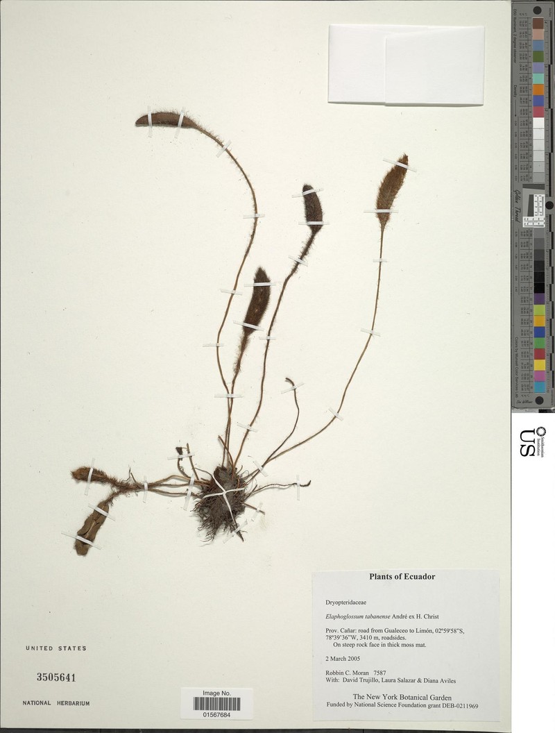 Elaphoglossum tabanense photo 2