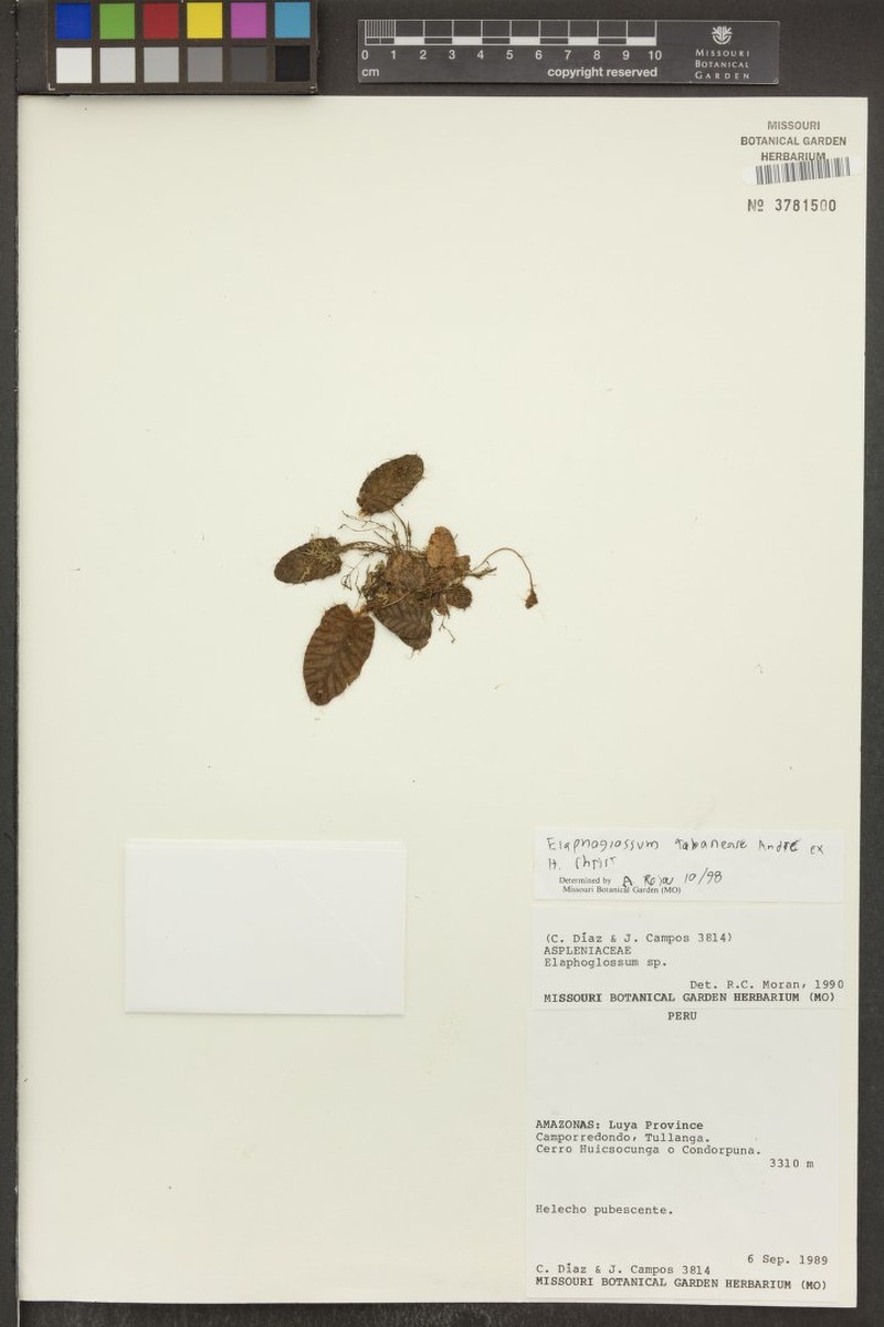 Elaphoglossum tabanense photo 3