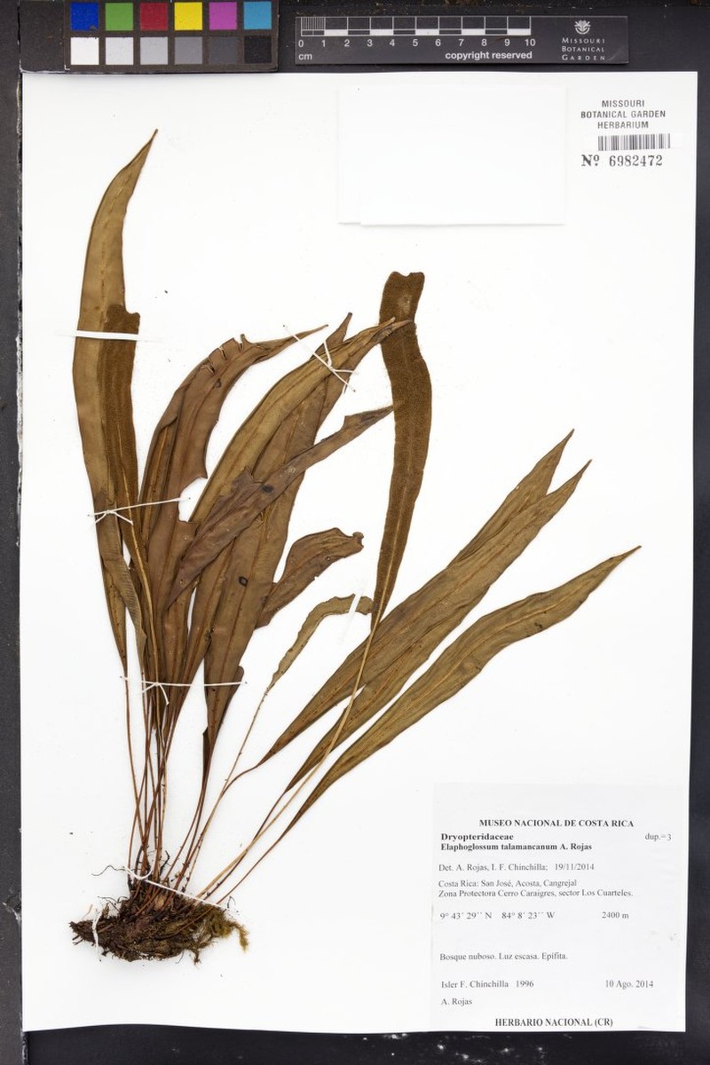 Elaphoglossum talamancanum