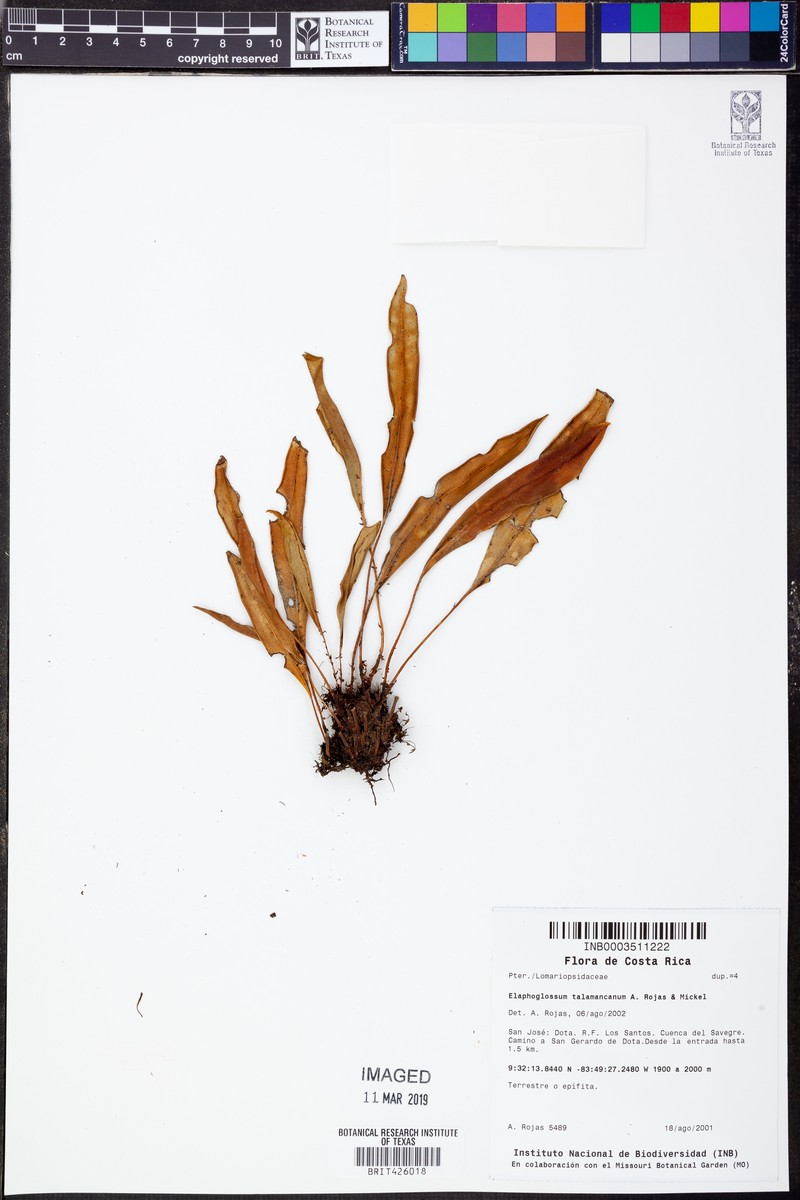 Elaphoglossum talamancanum photo 2