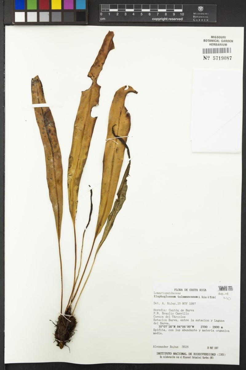 Elaphoglossum talamancanum photo 3