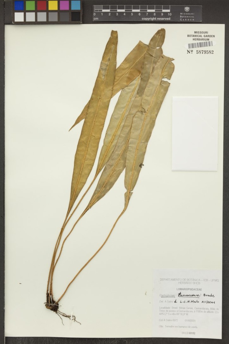 Elaphoglossum tamandarei