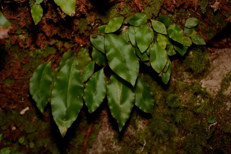 Elaphoglossum tambillense
