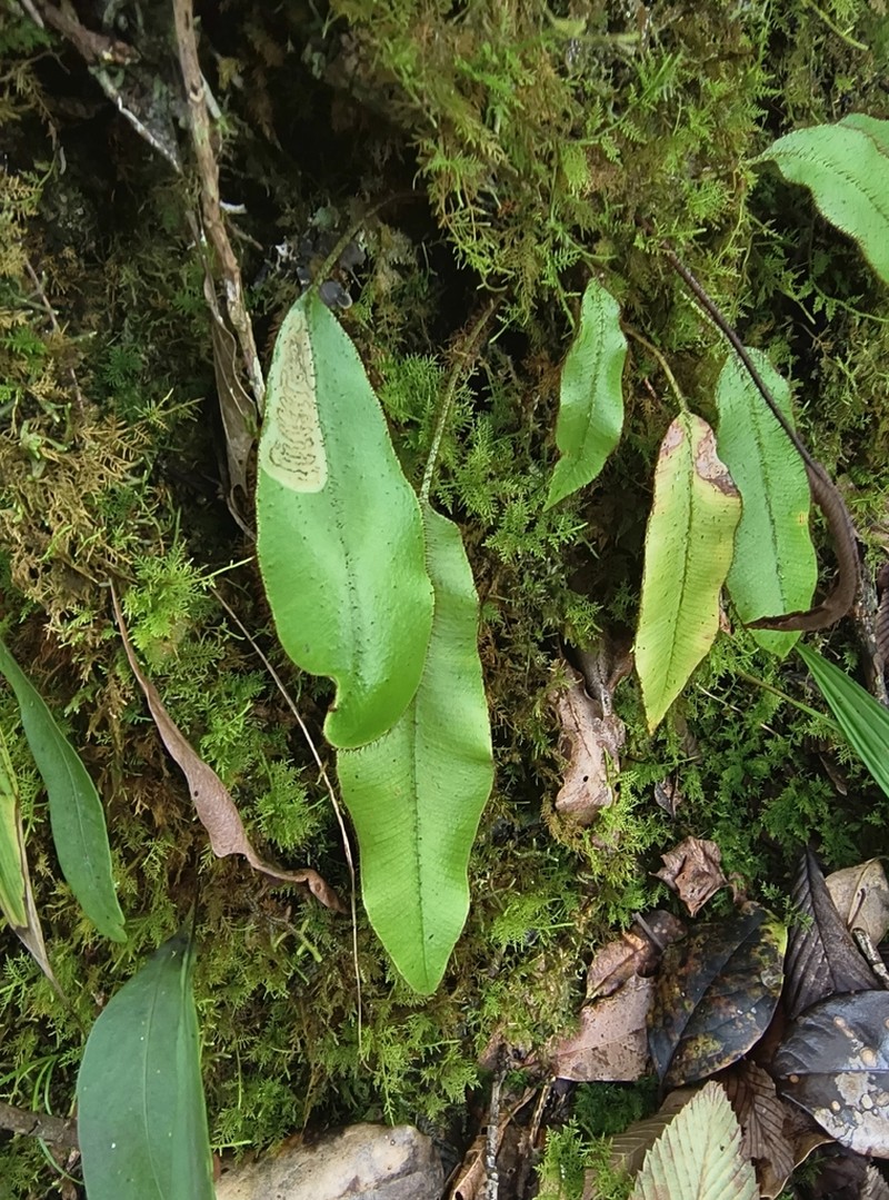 Elaphoglossum tambillense photo 2