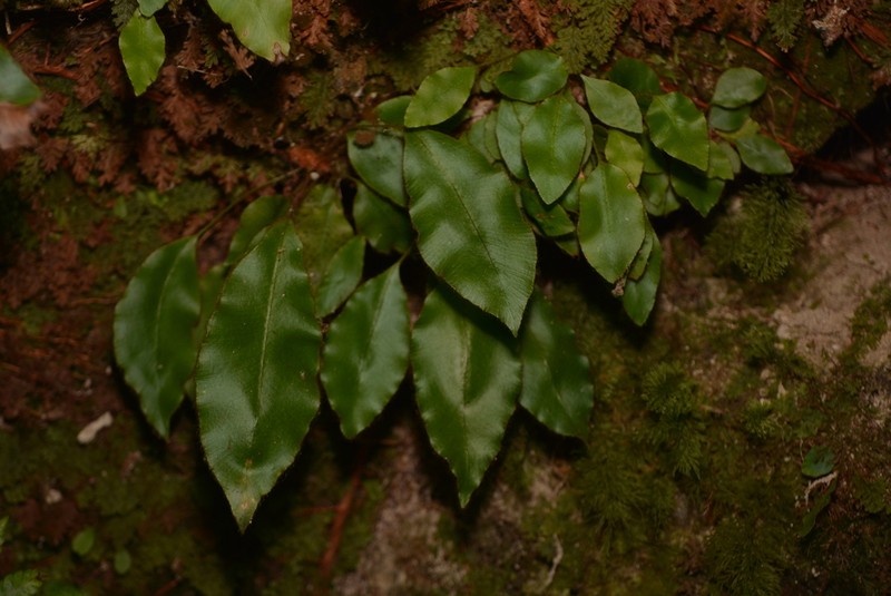 Elaphoglossum tambillense photo 3