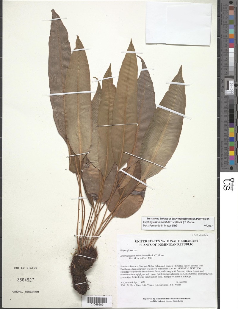 Elaphoglossum tambillense photo 4