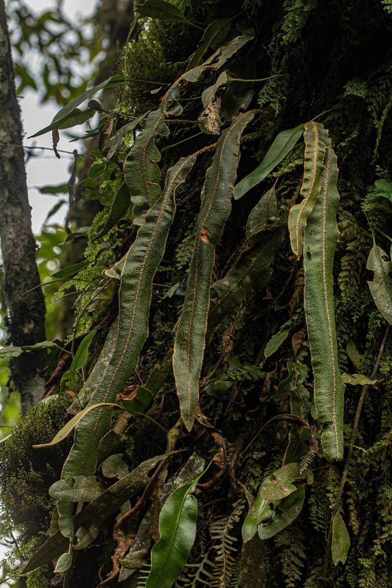 Elaphoglossum tanganjicense