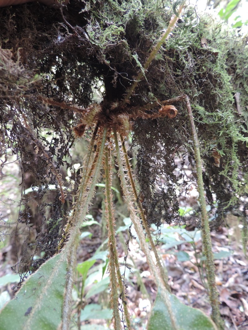 Elaphoglossum tanganjicense photo 2