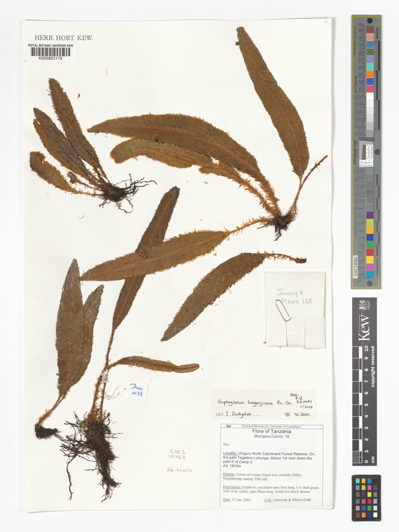 Elaphoglossum tanganjicense photo 3