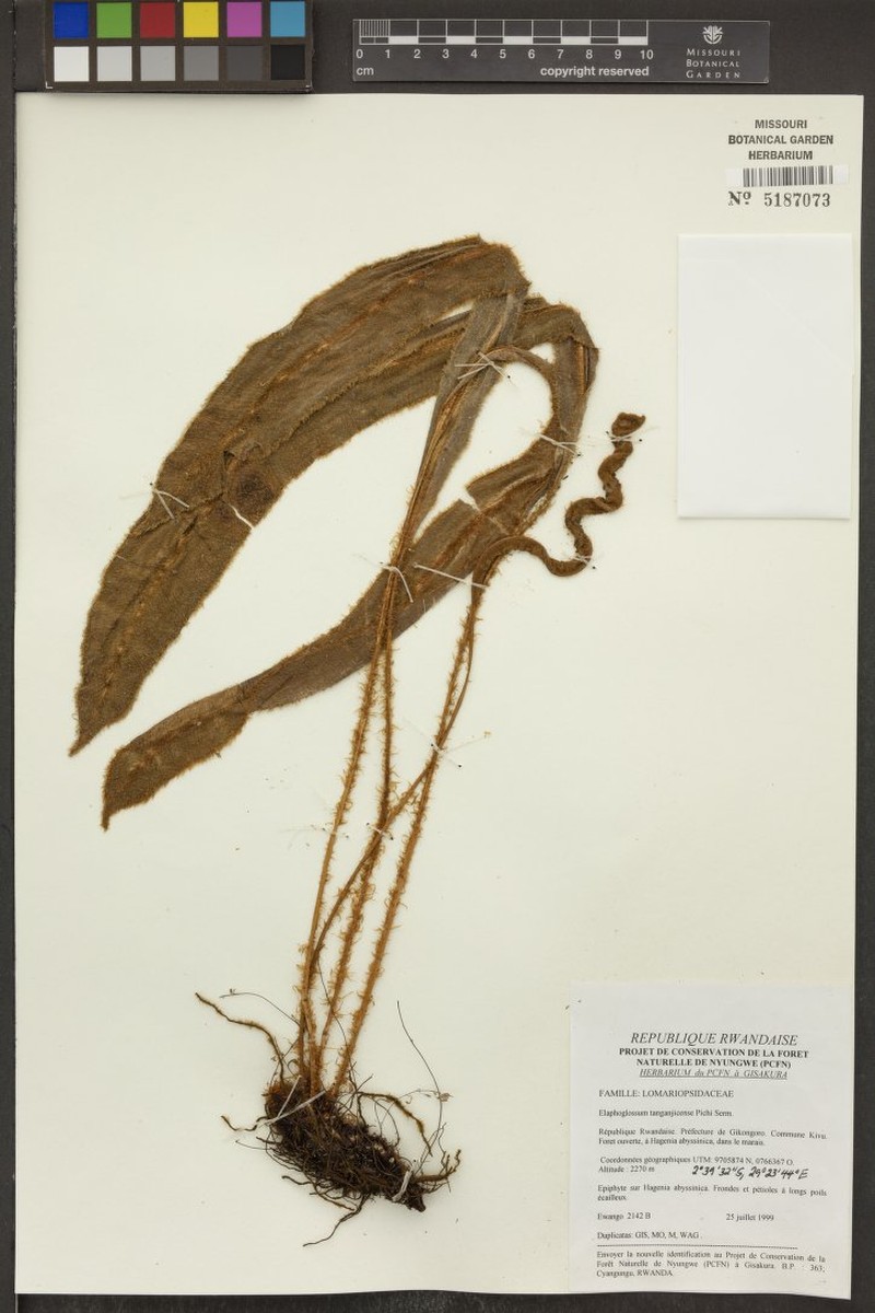 Elaphoglossum tanganjicense photo 4