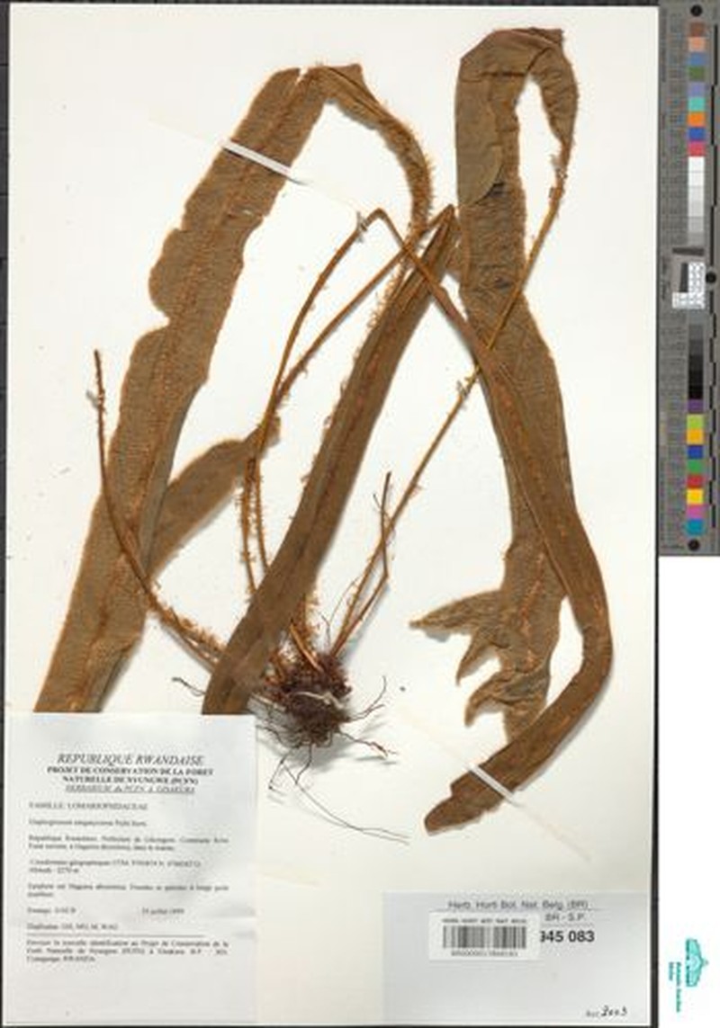 Elaphoglossum tanganjicense photo 5