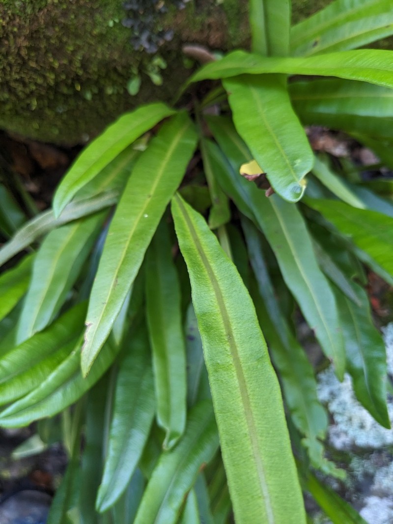 Elaphoglossum tectum